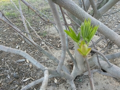 Aesculus californica