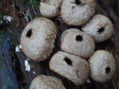 Lycoperdon compactum