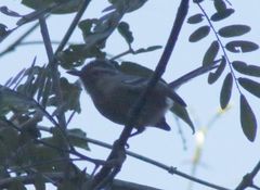 Herpsilochmus atricapillus