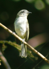 Myiopagis caniceps