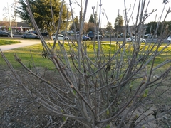Aesculus californica