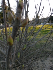 Aesculus californica