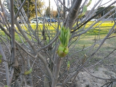 Aesculus californica