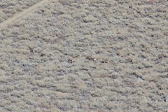 Odocoileus hemionus inyoensis