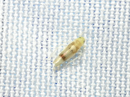 Ossiannilssonola appendiculata