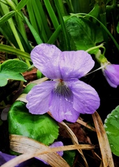 Viola sacchalinensis