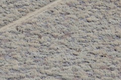 Odocoileus hemionus inyoensis