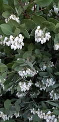 Arctostaphylos