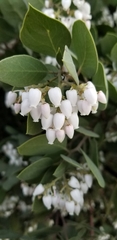 Arctostaphylos