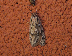 Semioscopis aurorella