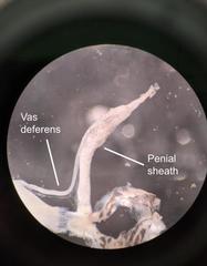 Oxyloma retusum