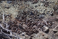 Odocoileus hemionus inyoensis