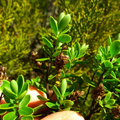 Veronica rakaiensis