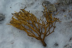 Phoradendron juniperinum