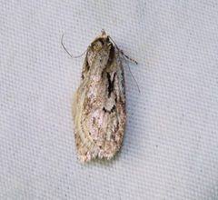 Semioscopis aurorella