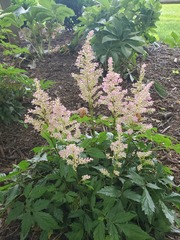 Astilbe japonica