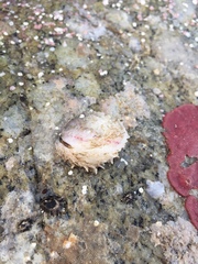 Crepipatella lingulata