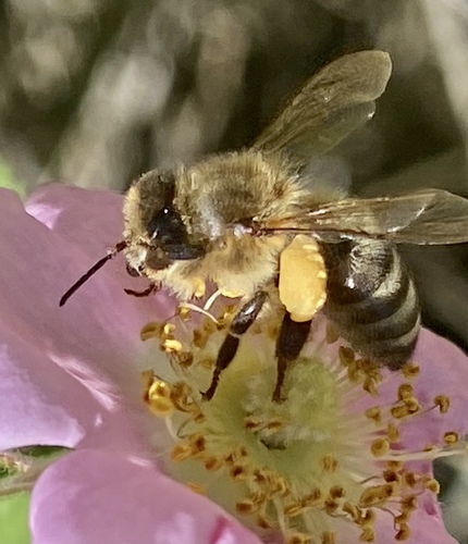 iNaturalist observation photo of Western Honey Bee