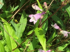 Penstemon calycosus