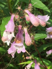 Penstemon calycosus