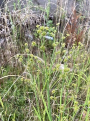 Juncus validus