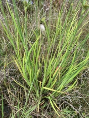 Juncus validus