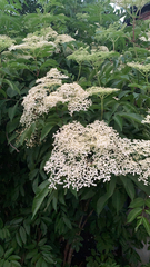 Sambucus canadensis