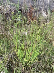 Juncus validus