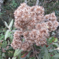 Ageratina asclepiadea