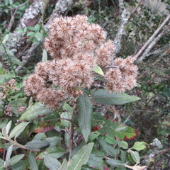 Ageratina asclepiadea