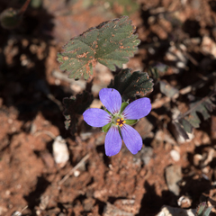 Erodium carolinianum