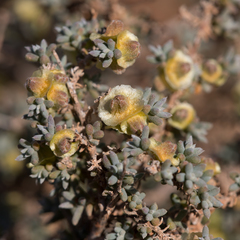 Maireana pyramidata