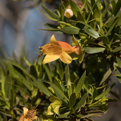 Eremophila duttonii