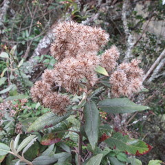 Ageratina asclepiadea