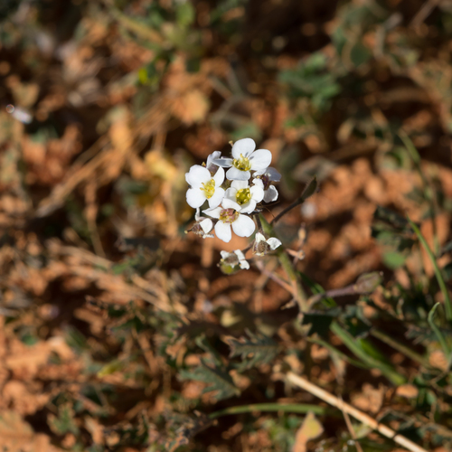 May Smocks (Harmsiodoxa blennodioides)