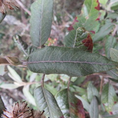 Ageratina asclepiadea