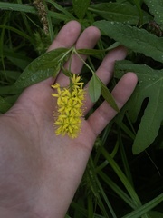 Lysimachia × commixta