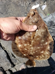 Lepidopsetta bilineata