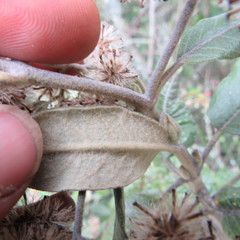 Ageratina asclepiadea