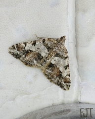 Macaria graphidaria