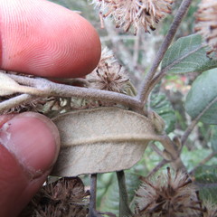 Ageratina asclepiadea