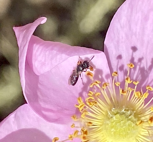 iNaturalist observation photo of Masked Bees