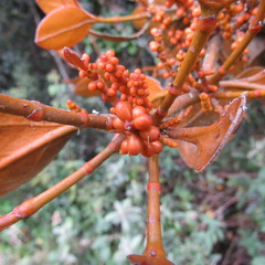 Dendrophthora avenia