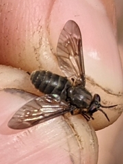 Chrysops fuliginosus