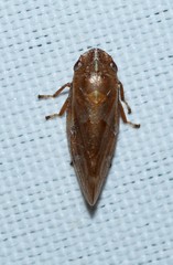 Aphrophora saratogensis