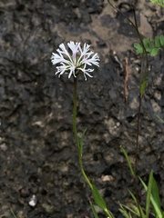 Marshallia trinervia