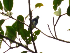 Stilpnia nigrocincta