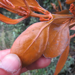 Dendrophthora avenia