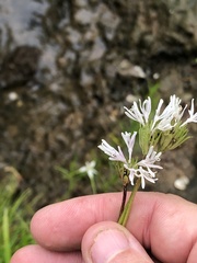 Marshallia trinervia