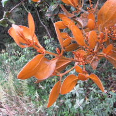 Dendrophthora avenia